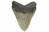 Fossil Megalodon Tooth - North Carolina #357365-1